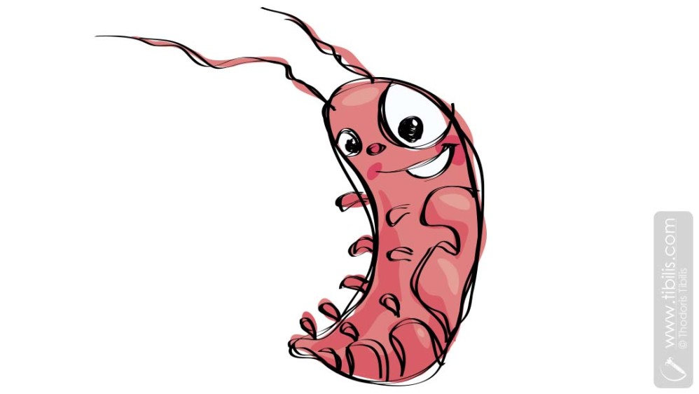 Playful Baby Shrimp - Animal Character Illustration