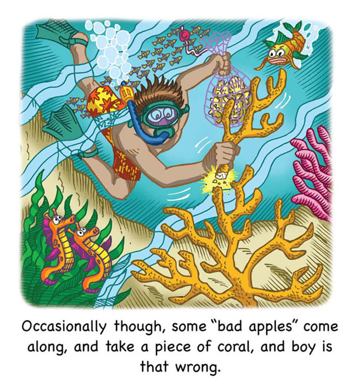 Image 04- Snorkeler breaks off a piece of coral reef.