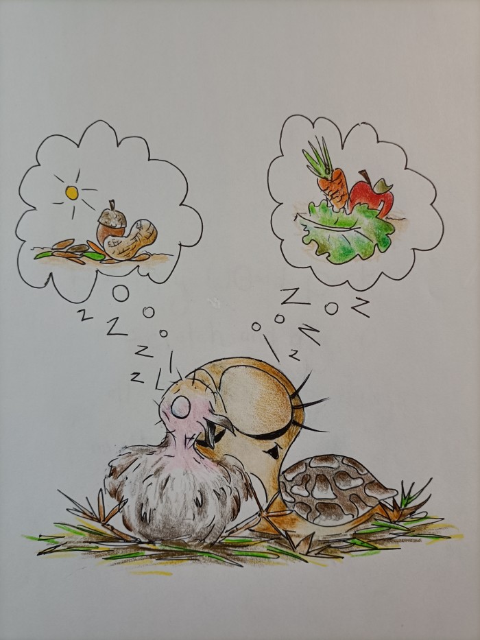 Dolly the Tortoise - page 4