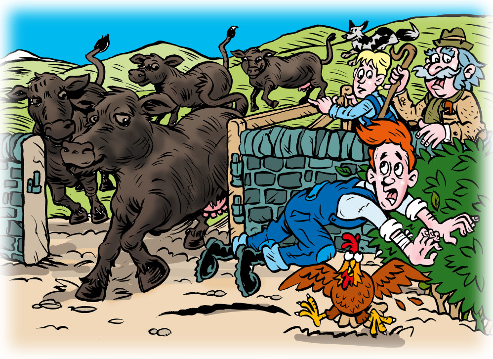 Herding the cows