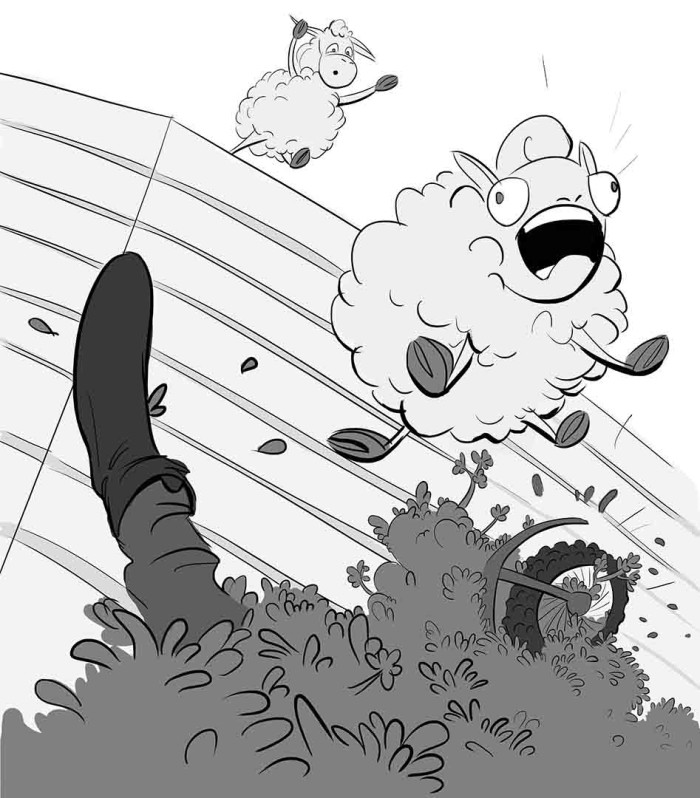 Sheep in action!