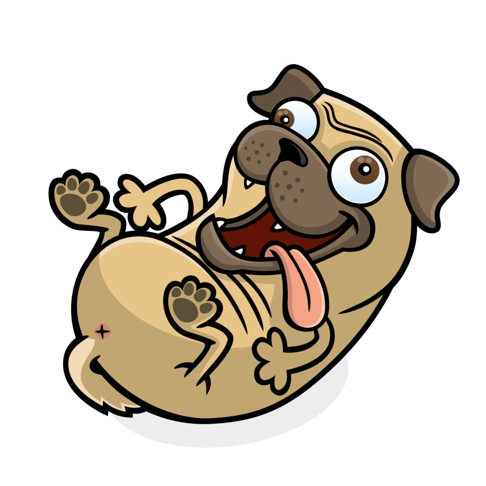 Pug Dog Tummy