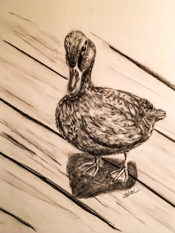 Duck