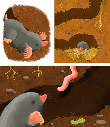 Moles