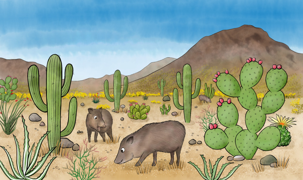 Javelinas, Arizona Desert