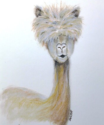 Alpaca