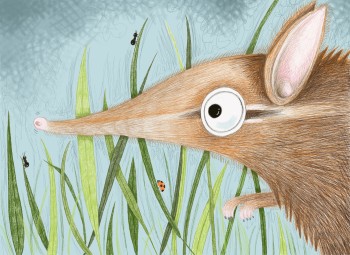 Elephant Shrew