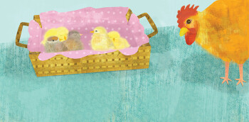 Baby Chicks