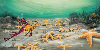 Life Beneath the Sea
