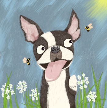 Boston Terrier