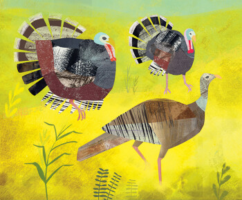 Turkeys