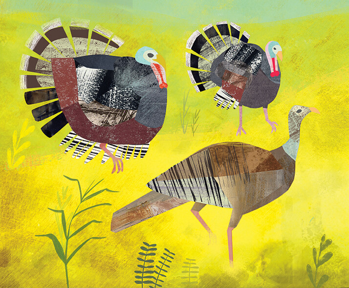 Turkeys