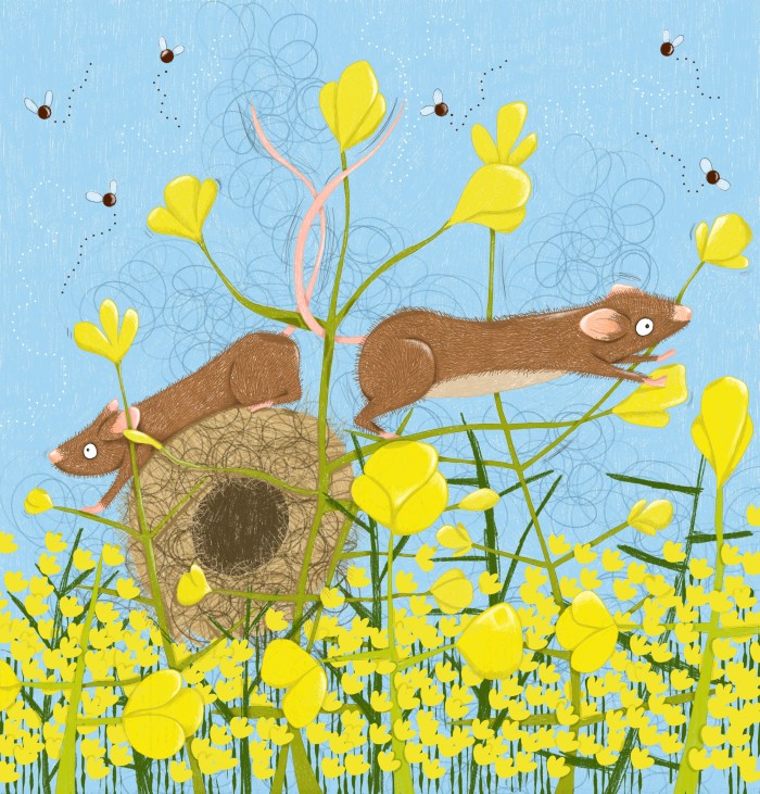 The rapeseed field