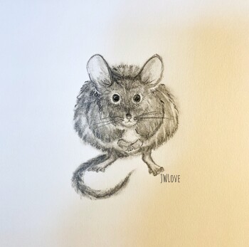 Field Mouse