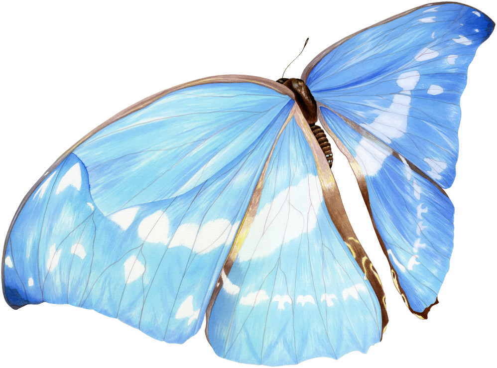 Morphia Butterfly.