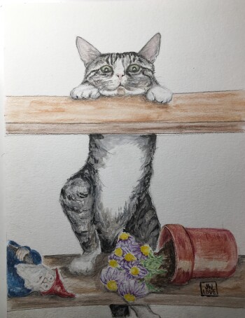 Cat on a Shelf