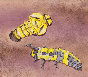 Ladybird Larvae