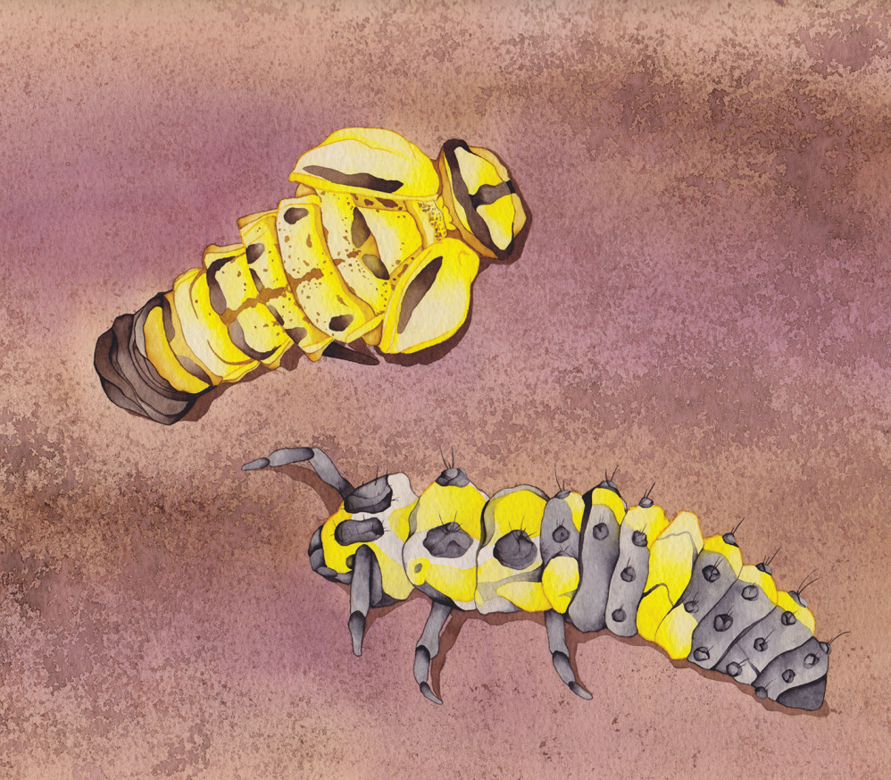Ladybird Larvae