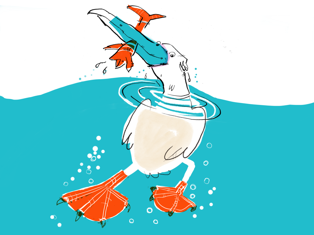 Norman the Pelican