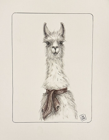 Llama with Red Scarf