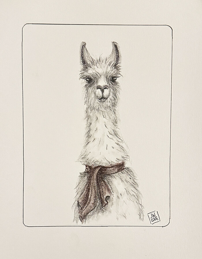 Llama with Red Scarf