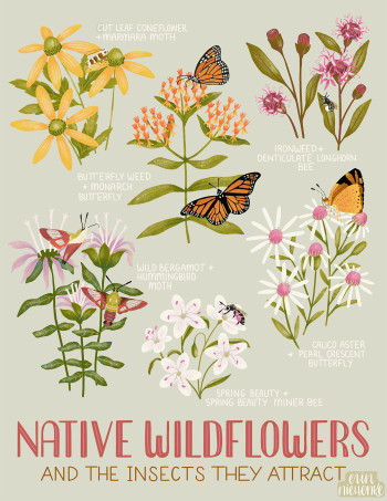 Native Wildflower Poster