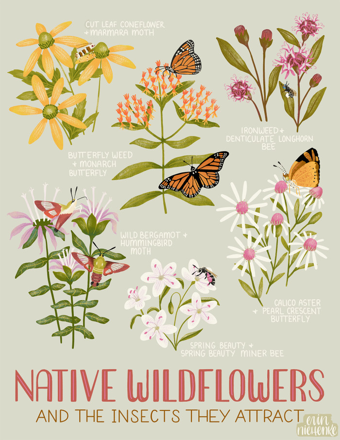 Native Wildflower Poster