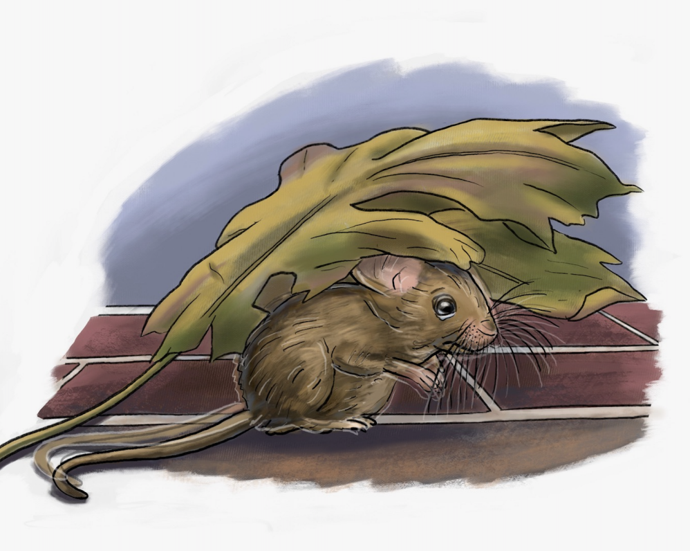 Mouse in the night