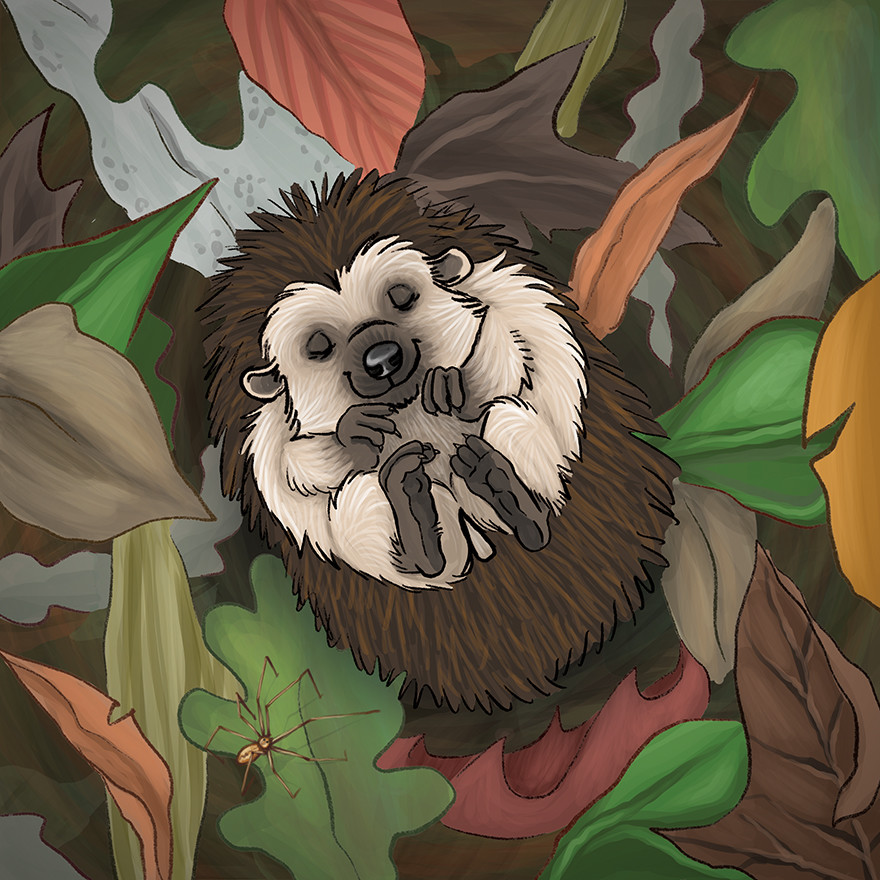 Autumn season Hedgehog curled up in a ball on crisp leaves