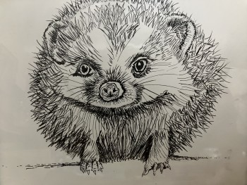 Harry Hedgehog