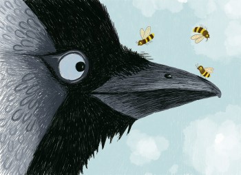 Jackdaw