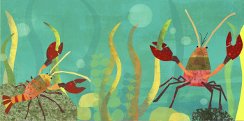 Crayfish