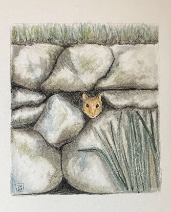 Peeking Chipmunk