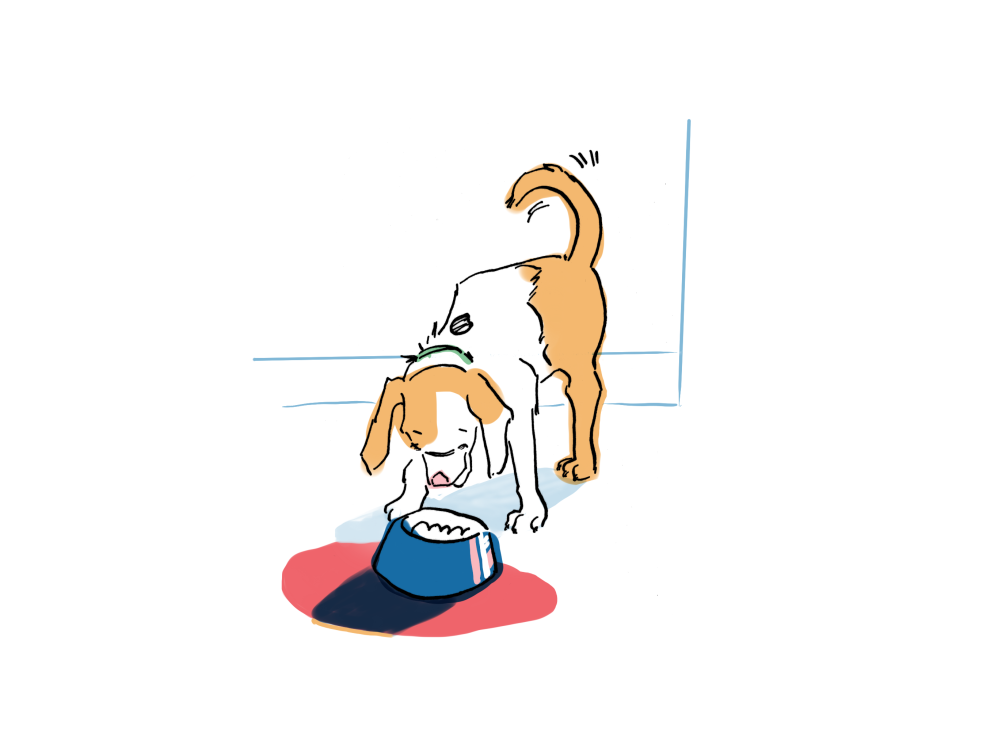 Dog Training Manual