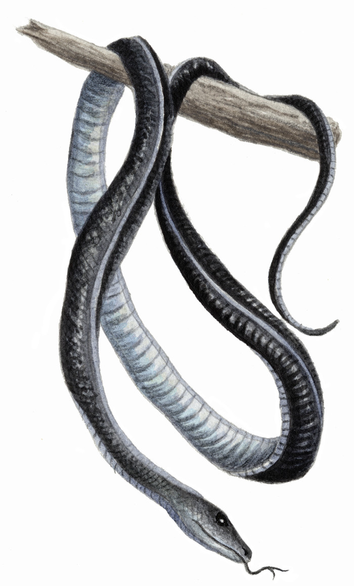 Black Mamba.