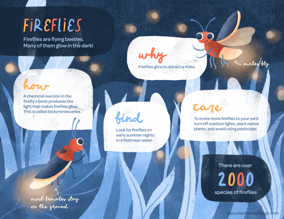 Firefly Infographic