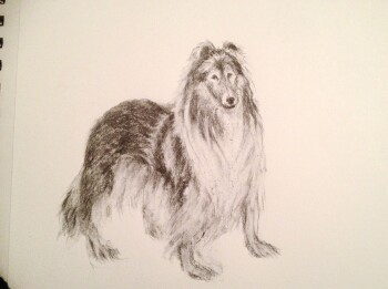 Collie