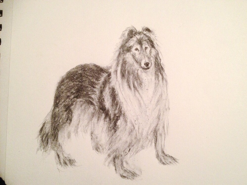 Collie