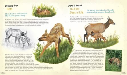 The Wild Life of Elk